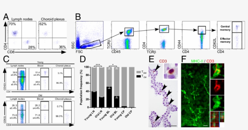 The Choroid Plexus Is Populated By Effector Memory - Cd4 Choroid Plexus, transparent png