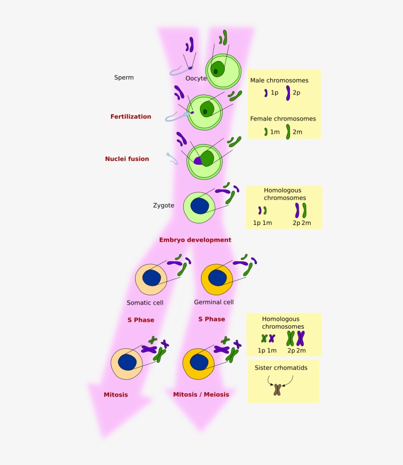 Association Of Father And Mother Chromosomes During - Circle, transparent png