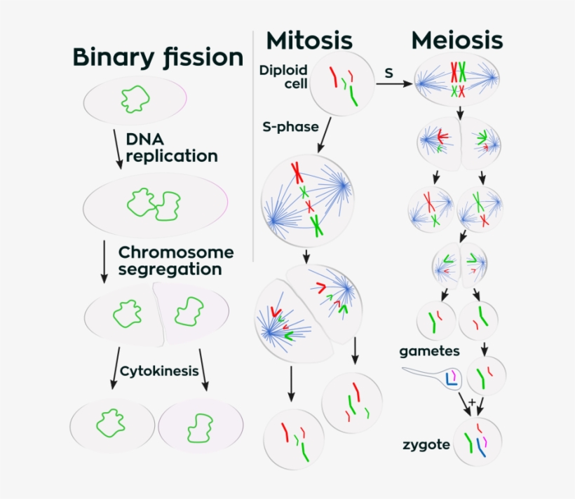 Positions Of Chromosomes In Cellular Division - Division Of Cell, transparent png