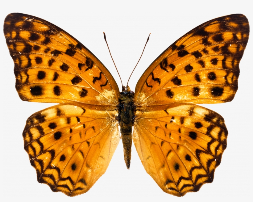 Exclusive Free Images Butterfly Innovative Png Image - Butterfly Image Free Download, transparent png