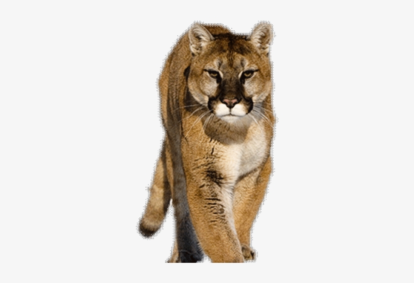 Cougar Clipart University Houston - Cougar Transparent - 640x480 PNG