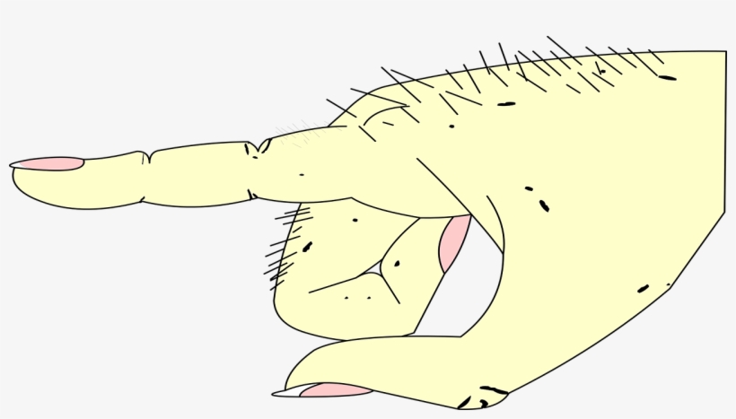 Hand, transparent png