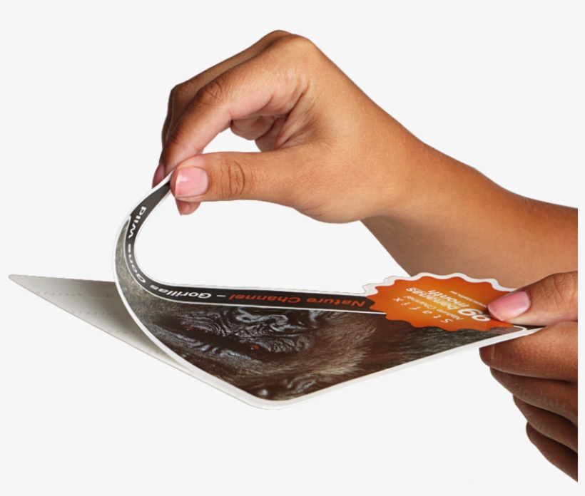 Coin, transparent png
