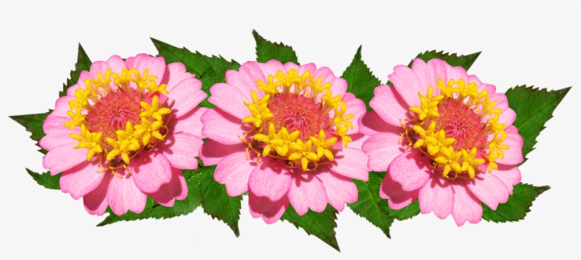 Flowers, Arrangement, Pink, Floral - Common Zinnia, transparent png