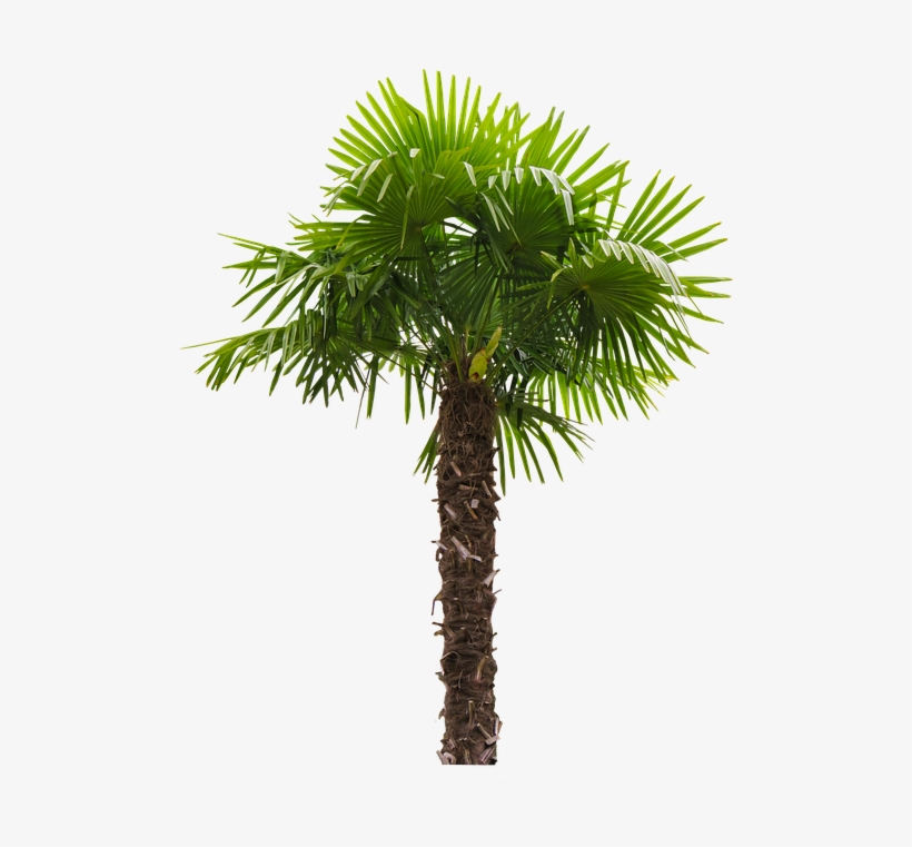Nature, Tree, Palm, Palm Fronds, Tribe, Coconut Tree - তাল গাছ Png, transparent png