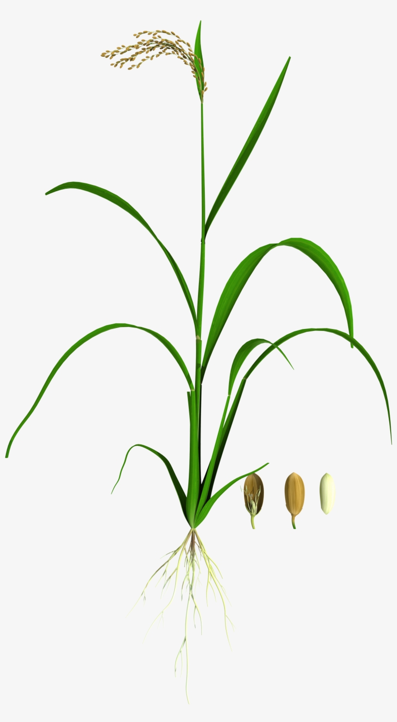 130 Oryza 01 Lit - Grass, transparent png
