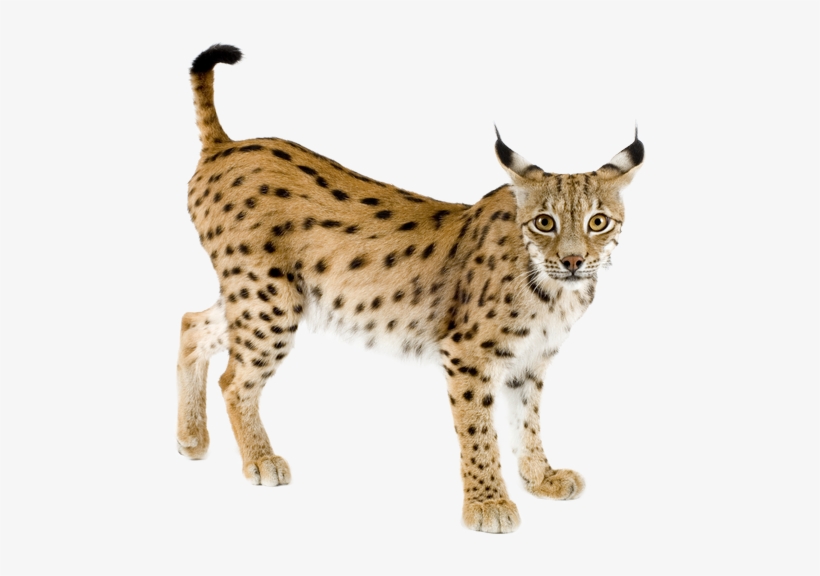 Iberian Lynx No Background, transparent png