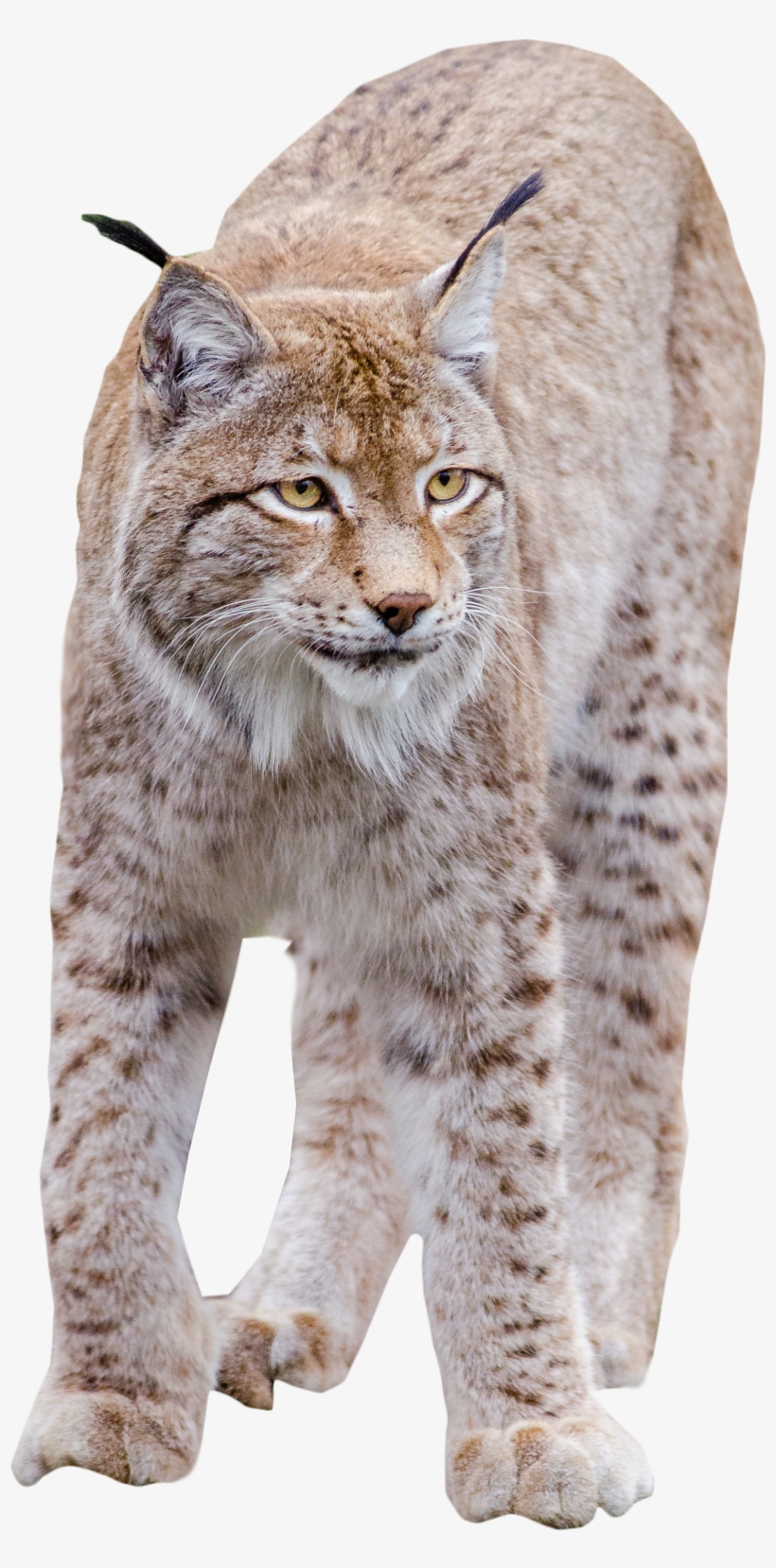 Lynx Standing Png Image - Cat Png High Quality, transparent png