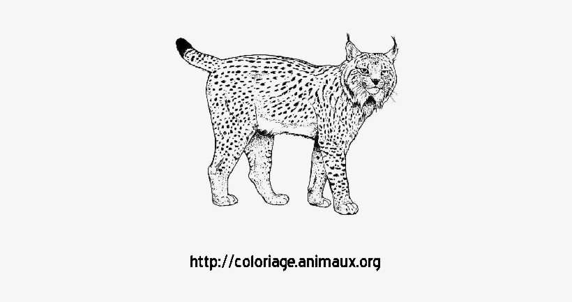Lynx Png Background Image - Lynx, transparent png