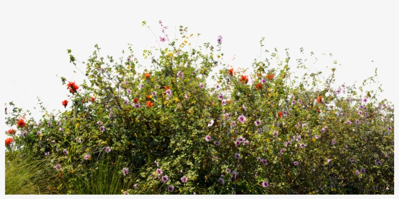 Unrestricted And Commercial Friendly Stock - Ground Cover Png, transparent png