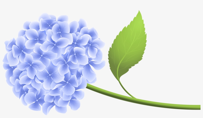 Hydrangea Clipart Transparent Background, transparent png
