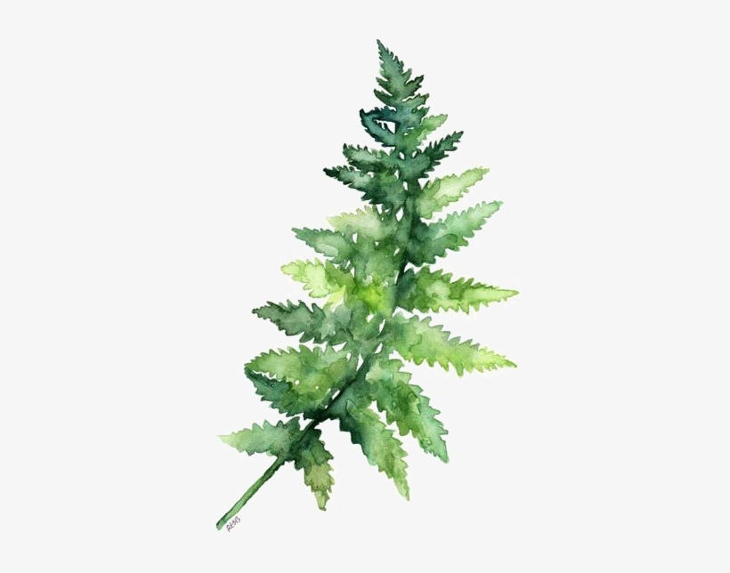 Fern Pine Png - Watercolor Leaves Png Transparent, transparent png