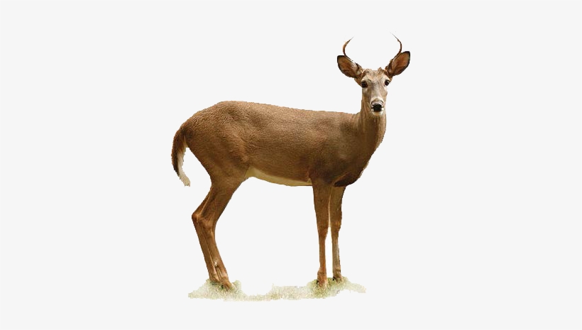 Appears To Be A Doe With Antlers - White Tailed Deer Transparent, transparent png