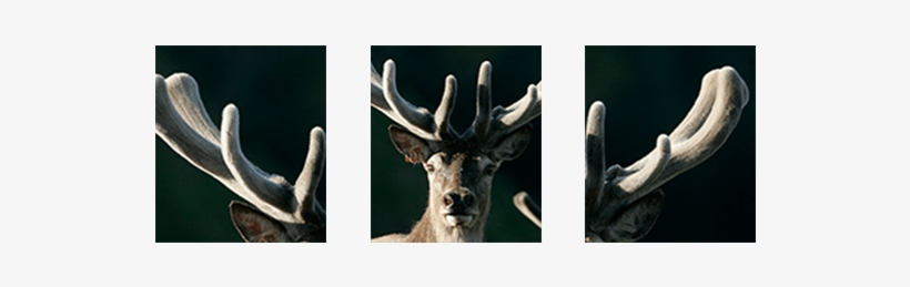 Regrowing The Following Year Is A Unique Phenomenon - Elk, transparent png