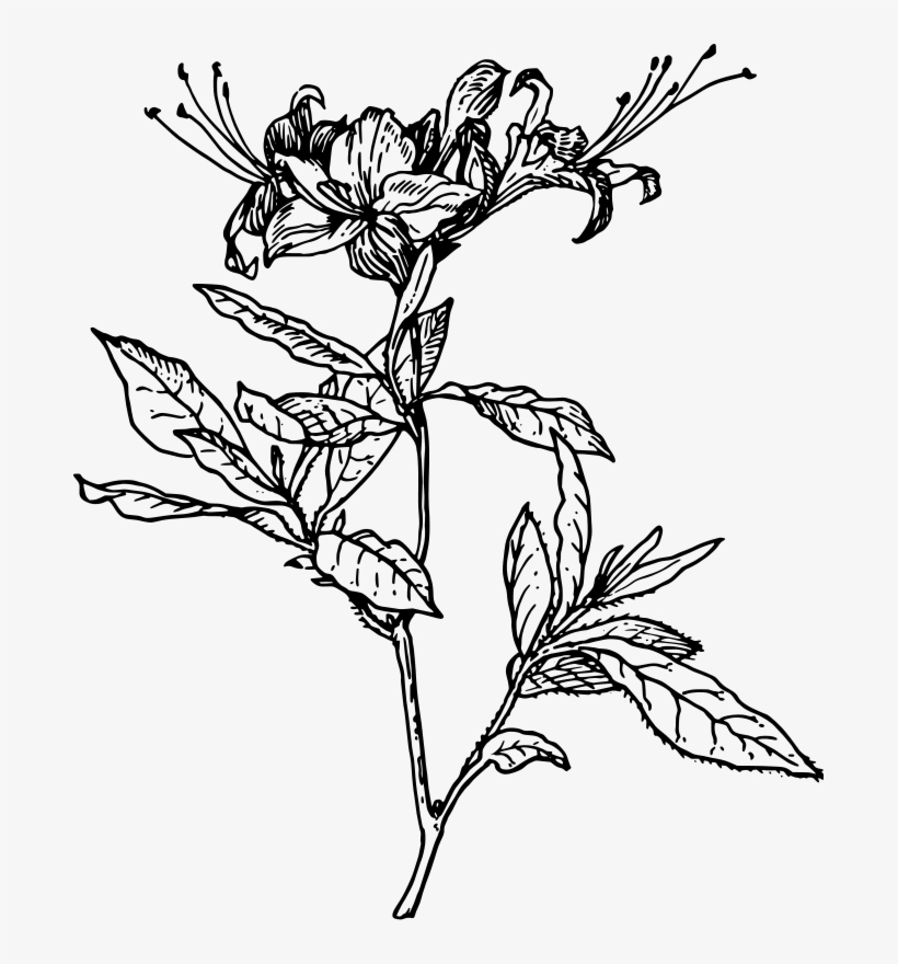 Jpg Royalty Free Coloring Page Craft Ideas Books And - Honeysuckle Drawing, transparent png