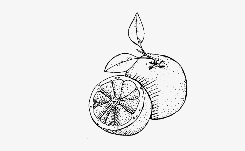 Pink Grapefruit - Sketch, transparent png
