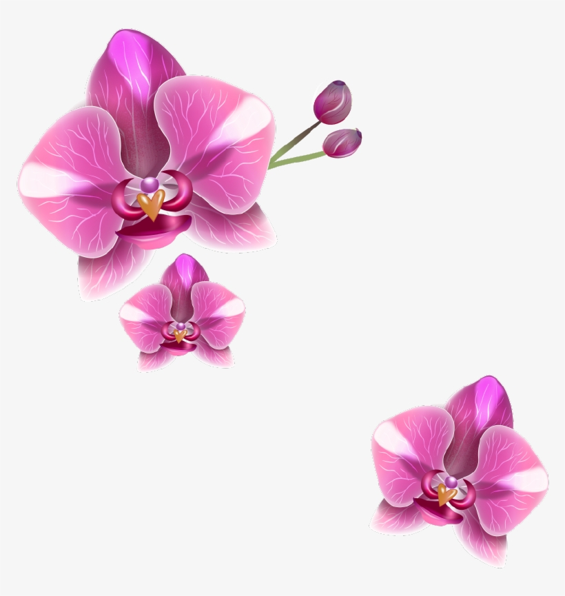 Png Клипарт "realistic Vector Delicate Orchids" - Delicate, transparent png