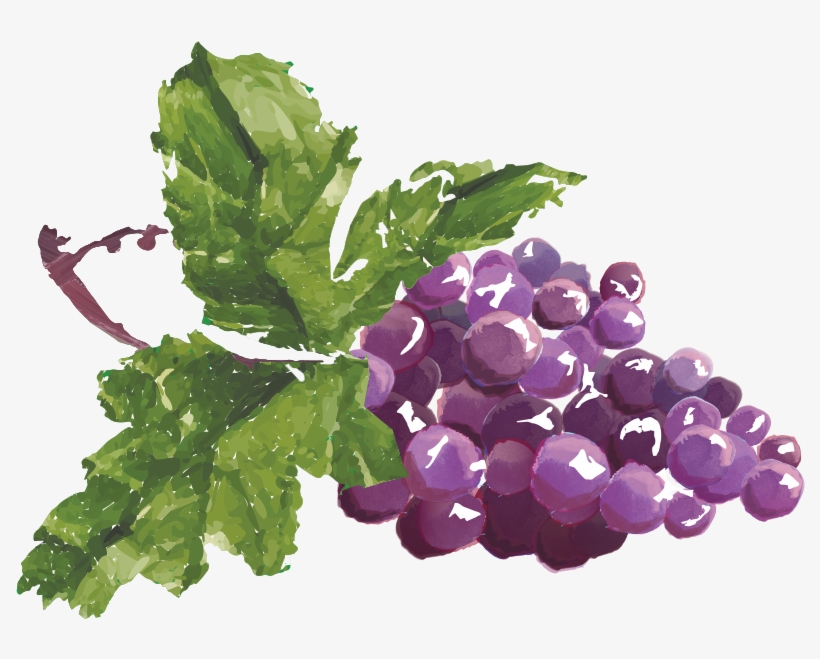 Grapes, transparent png