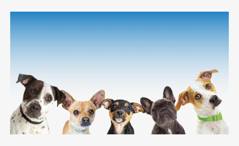 Paws In The Park - Banner Perros, transparent png