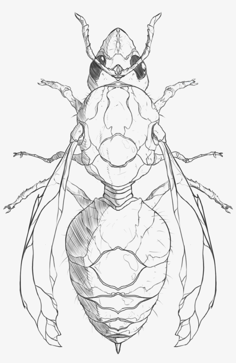 Hanuman Drawing Pen - Tiger Beetle, transparent png