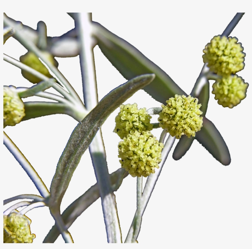 Anthurium, transparent png