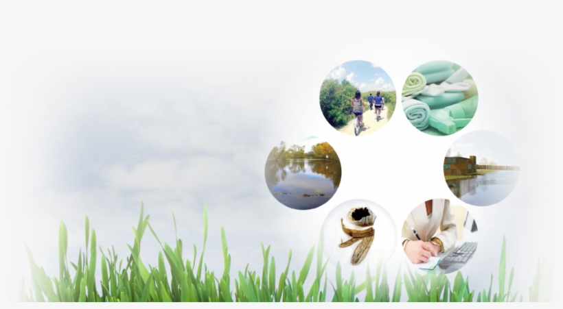 Presenting The Fortwhyte Alive Sustainability Plan - Grass, transparent png