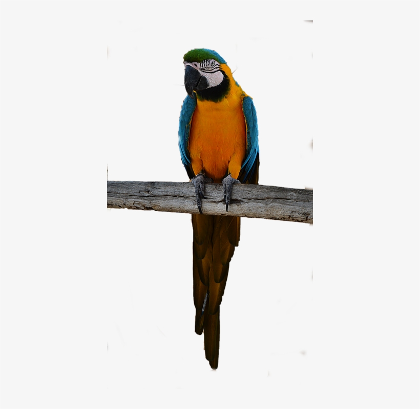 Laminated Poster Colorful Bird Parrot Png Poster Print - Macaw, transparent png