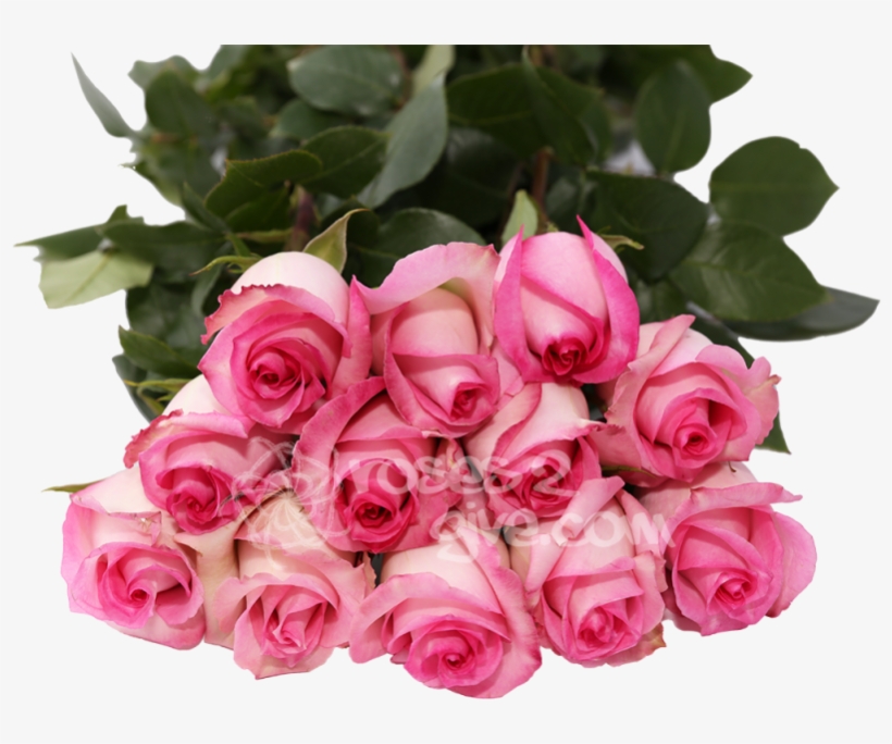 Classic Pink - Best Choice - Garden Roses, transparent png