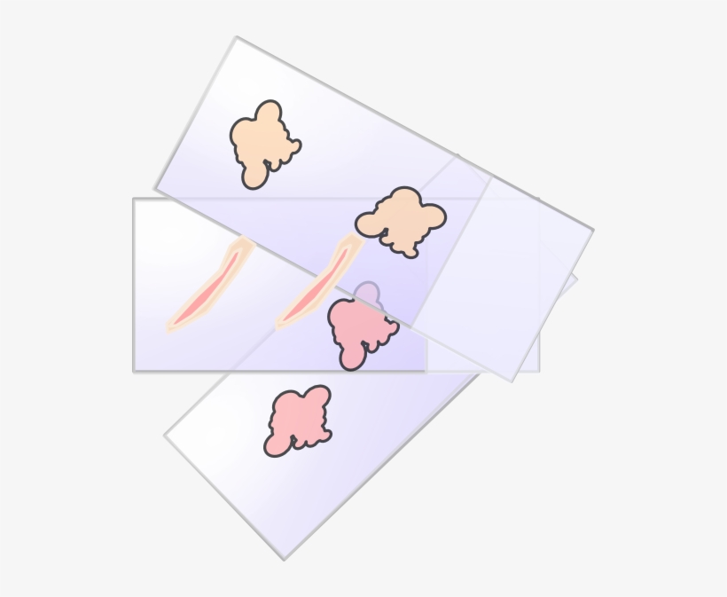 Histo Slides Clip Art At Clker - Clipart Histological Slides, transparent png