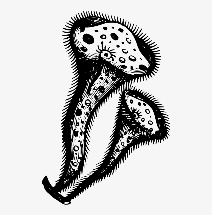All Photo Png Clipart - Clip Art, transparent png