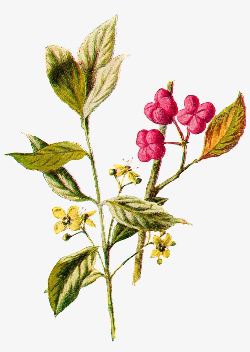 Wildflower Illustration Flower Digital Vintage - Illustration, transparent png