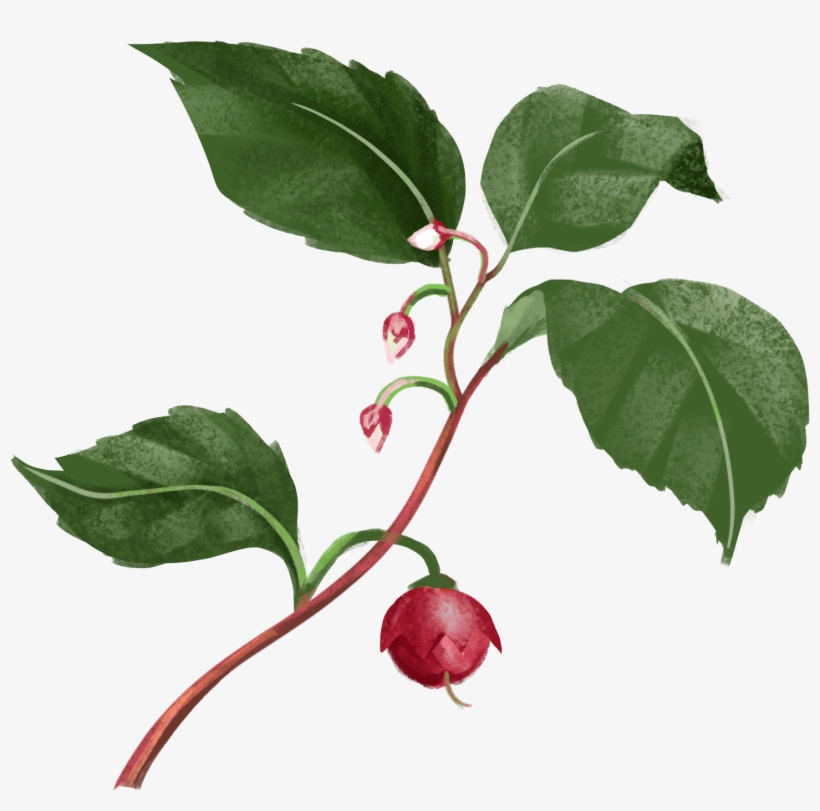 Rose Hip, transparent png