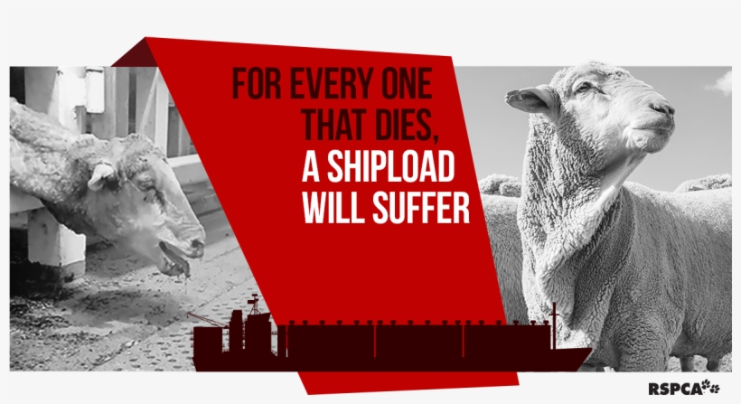 Rspca Australiaverified Account @rspca - Rspca Cupcake Day 2010, transparent png