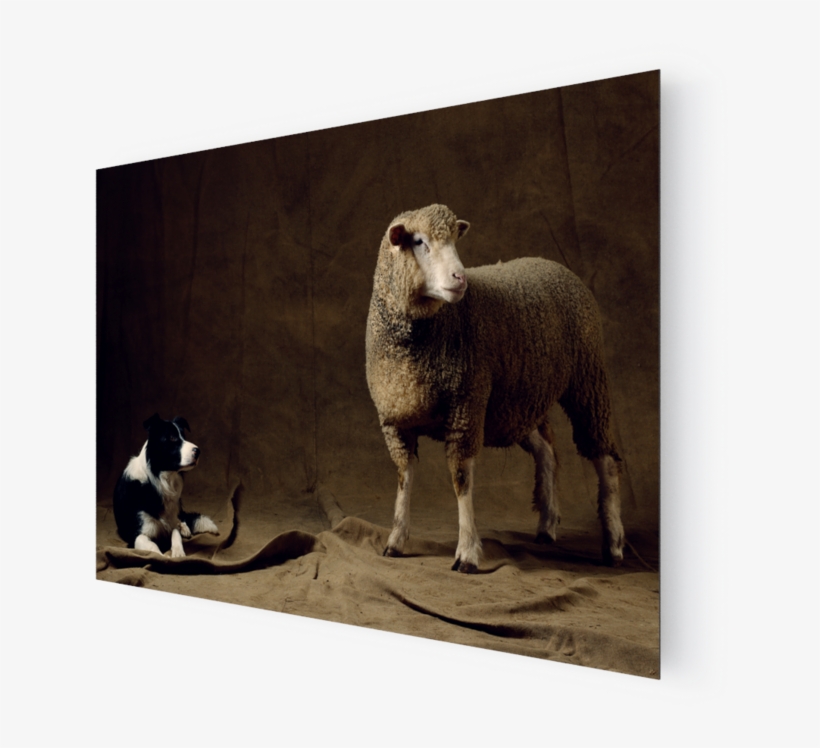 Photo Brebis, Ile De France - Sheep, transparent png