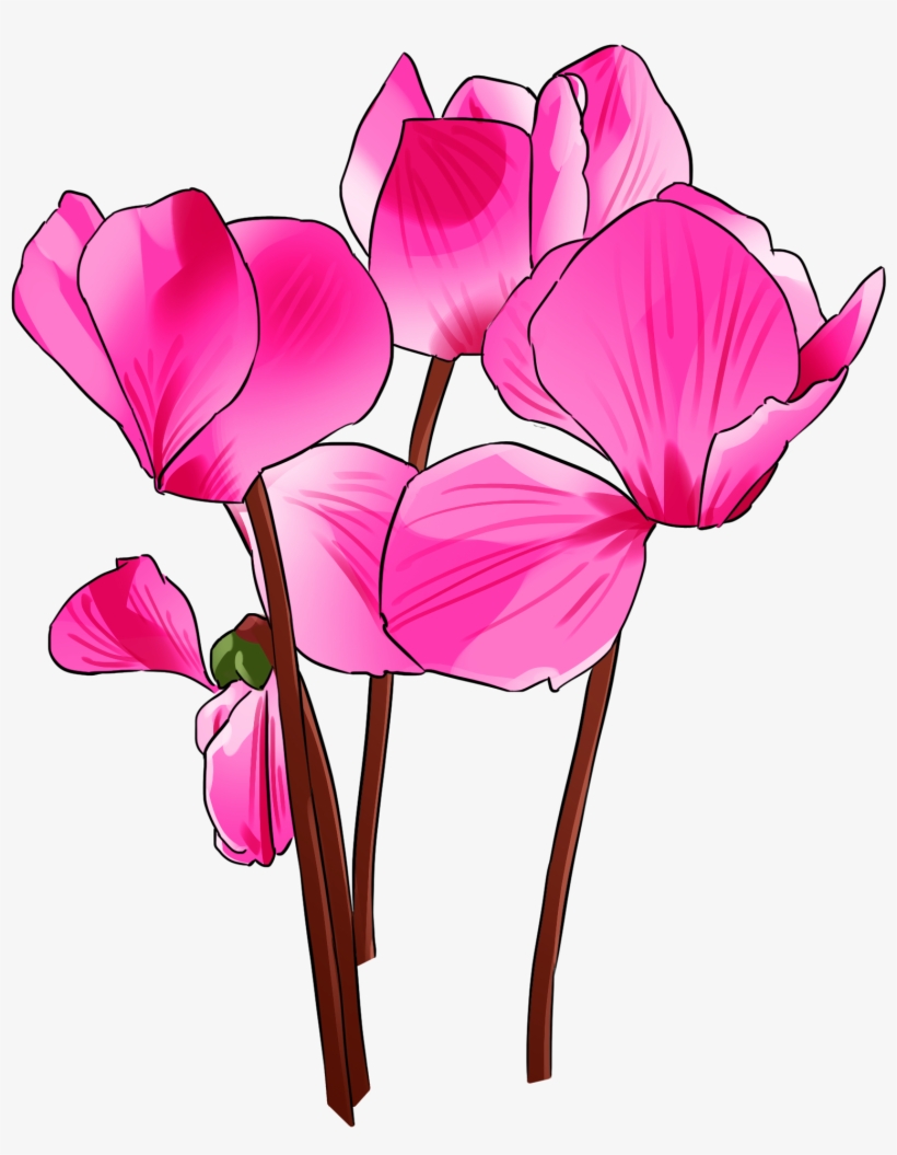手绘盛开的紫色仙客来 - Cyclamen, transparent png
