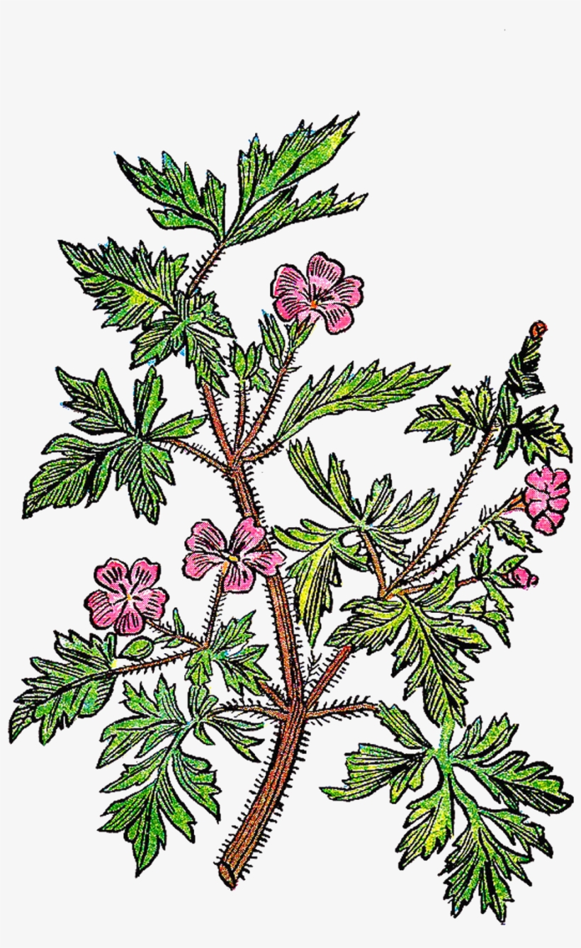 Twig Plant Stem Leaf Tree Botanical Illustration - Juniper, transparent png