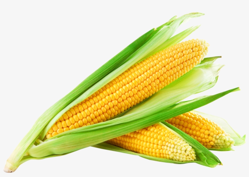 Corn Png Image - Sweet Corn - 1219x806 PNG Download - PNGkit
