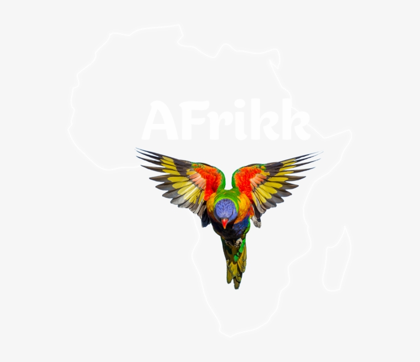 Afrikk - Macaw, transparent png