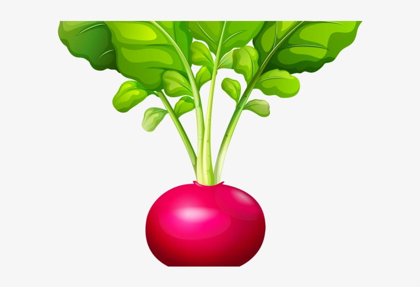 Beetroot Clipart Vegitables - Transparent Radish Clipart, transparent png