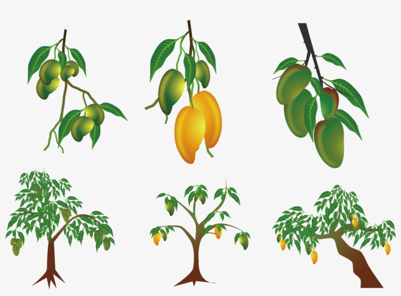 Mango Clip Art - Planta De Mango Dibujo, transparent png