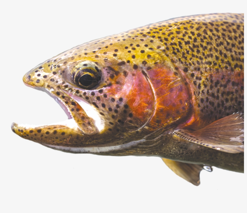We've Never Killed A Fish - Trout, transparent png