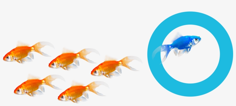 Find Out More Reasons Why Hoteliers Choose Us - Goldfish, transparent png