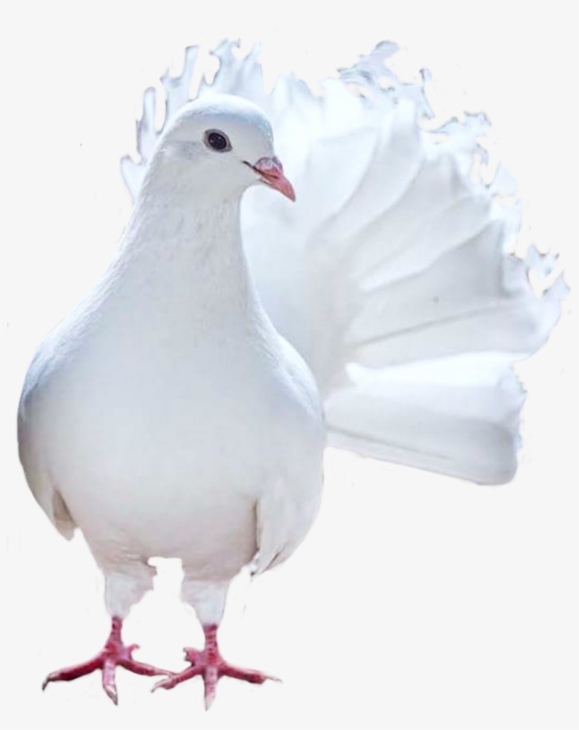 Bird Sticker - Pigeons And Doves, transparent png