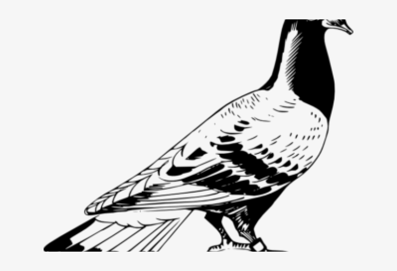 Drawn Pidgeons Pegion - Pigeon Png Black And White, transparent png
