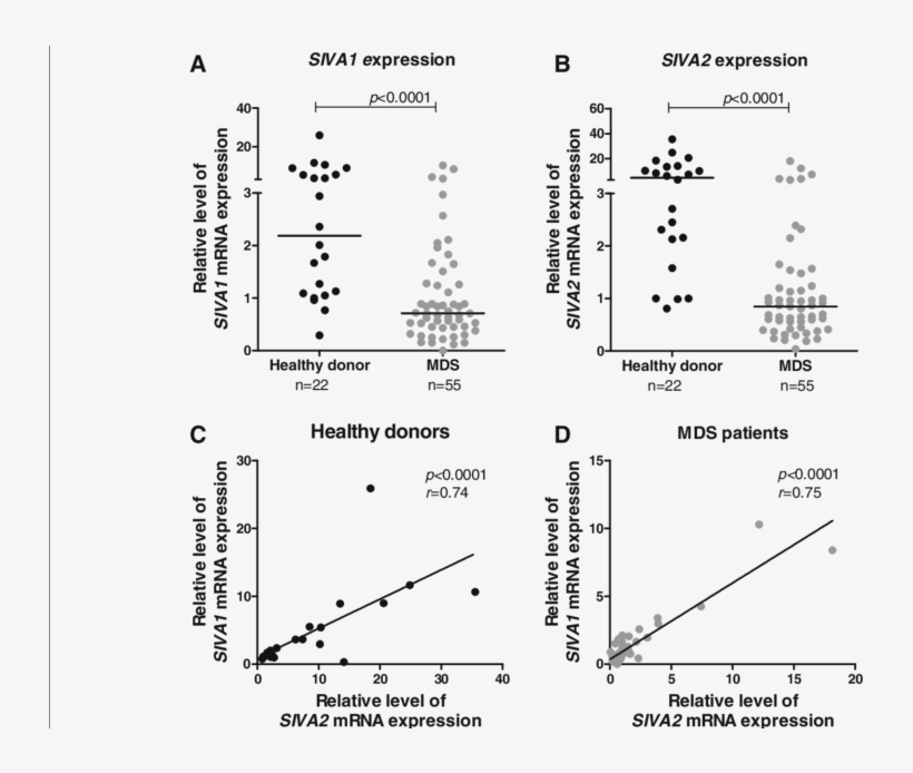 Siva1 And Siva2 Expression In Bone Marrow Cells From - Diagram, transparent png