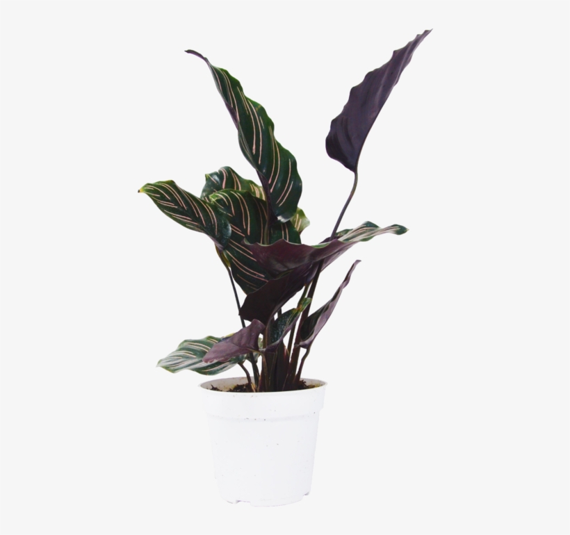 Calathea Ornata Plant - Flowerpot, transparent png