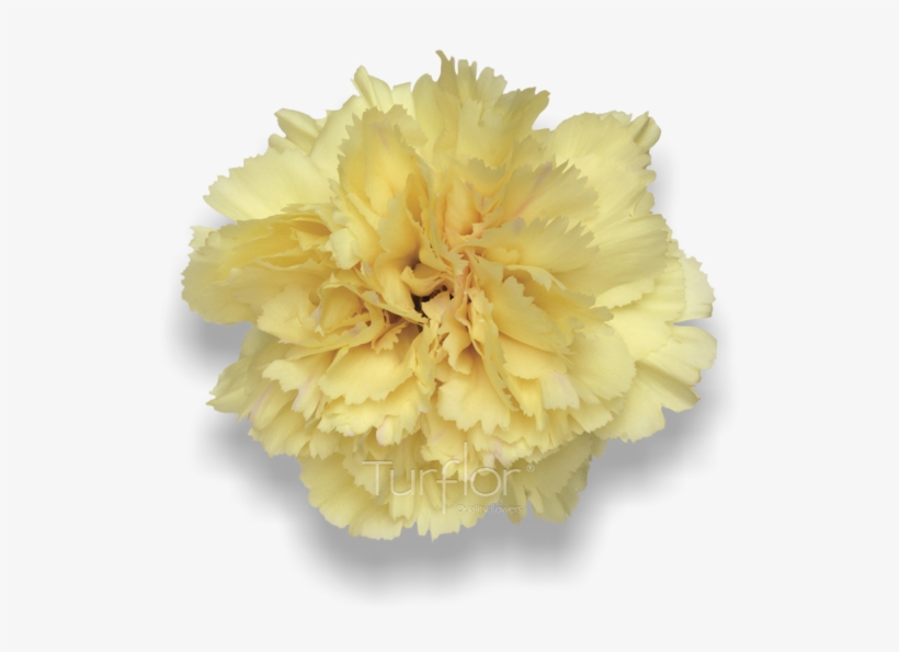 Antigua - Carnation, transparent png