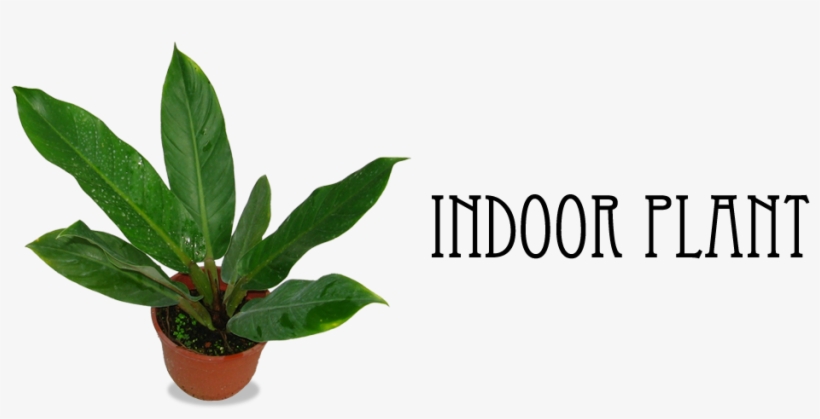 1 - Houseplant, transparent png