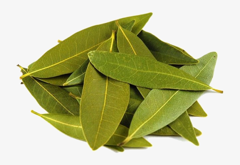 Bay Leaf Pile Of Eucalyptus Leaves 800x800 PNG Download PNGkit
