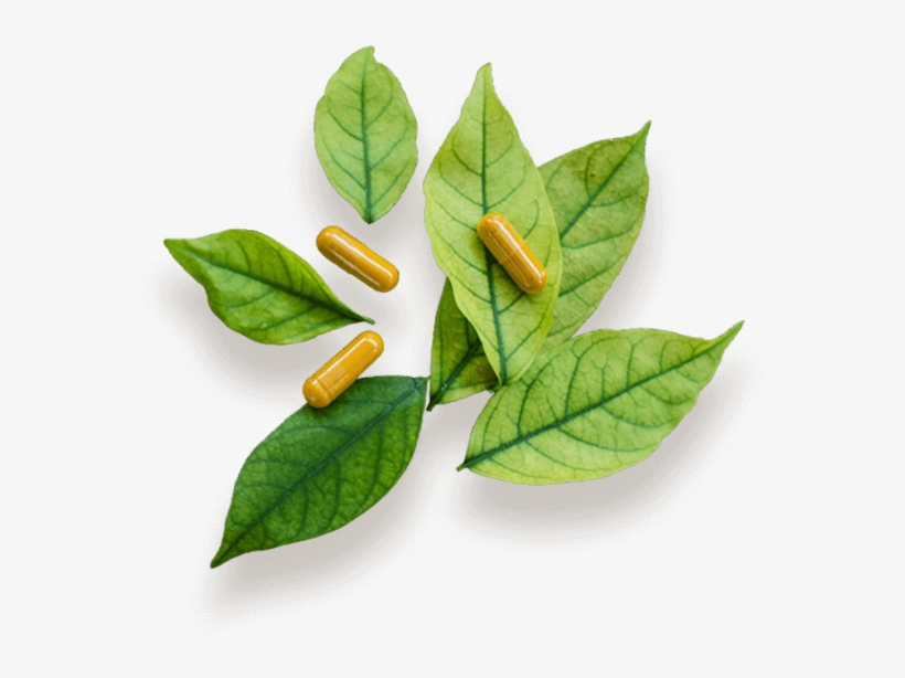 Image Created Nature1 - Bay Laurel, transparent png